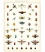 Cavallini - Historia Natural Insectos - Papel Regalo/Póster