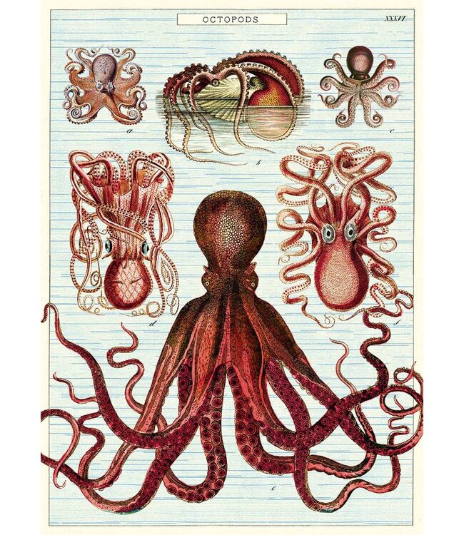 Cavallini Papers & Co - Octopods - Wrap/Poster