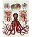 Cavallini Papers & Co - Octopods - Wrap/Poster