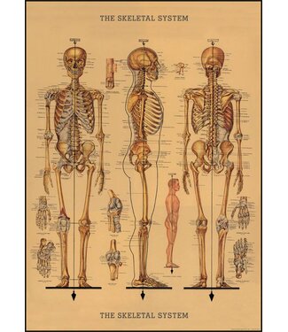 Cavallini Papers & Co - Skeleton - Wrap/Poster