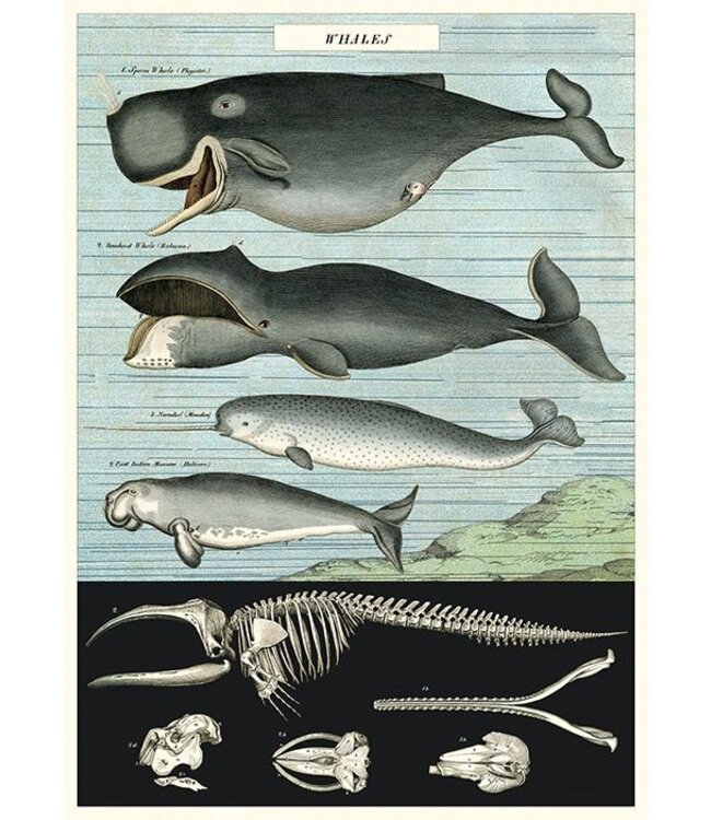 Cavallini Papers & Co - Whale Chart - Wrap/Poster