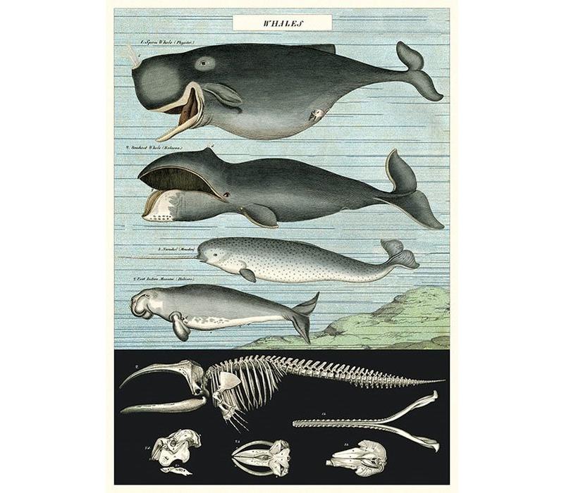 Whale Chart Poster