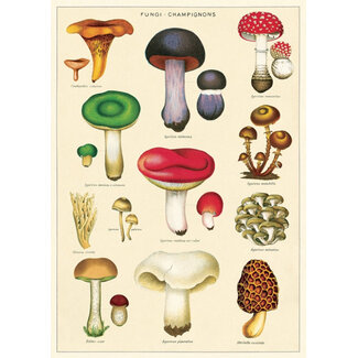 Cavallini - Mushrooms 2 - Papel Regalo/Póster
