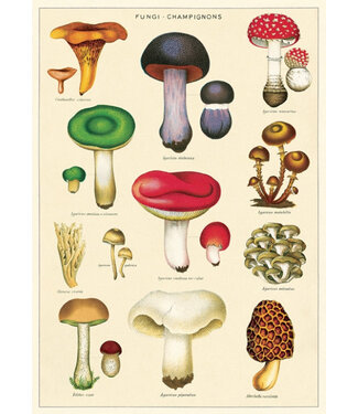 Cavallini Papers & Co - Mushrooms 2 - Wrap/Poster