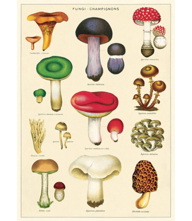 Cavallini - Mushrooms 2 - Papel Regalo/Póster