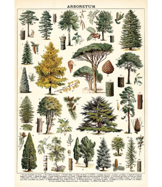 Cavallini Papers & Co - Arboretum - Wrap/Poster