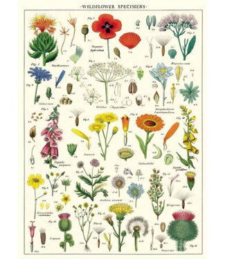 Cavallini Papers & Co - Wildflowers - Wrap
