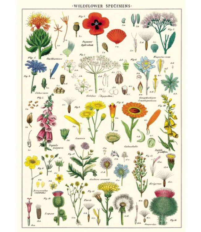 Cavallini Papers & Co - Wildflowers - Wrap