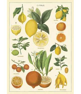 Cavallini Papers & Co - Citrus - Wrap/Poster