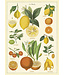 Cavallini Papers & Co - Citrus - Wrap/Poster