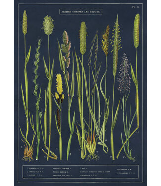 Cavallini Papers & Co - Grasses and Sedges - Wrap/Poster