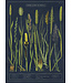 Cavallini Papers & Co - Grasses and Sedges - Wrap/Poster