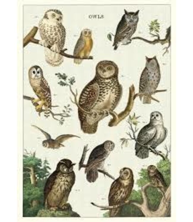 Cavallini Papers & Co - Owl Chart - Wrap/Poster