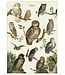 Cavallini Papers & Co - Owl Chart - Wrap/Poster