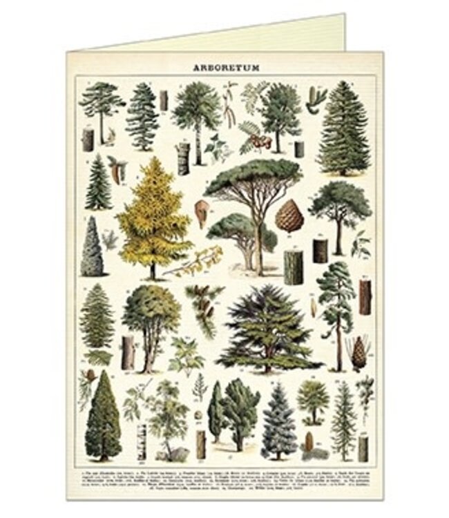 Cavallini Papers & Co - Arboretum - Greeting Card