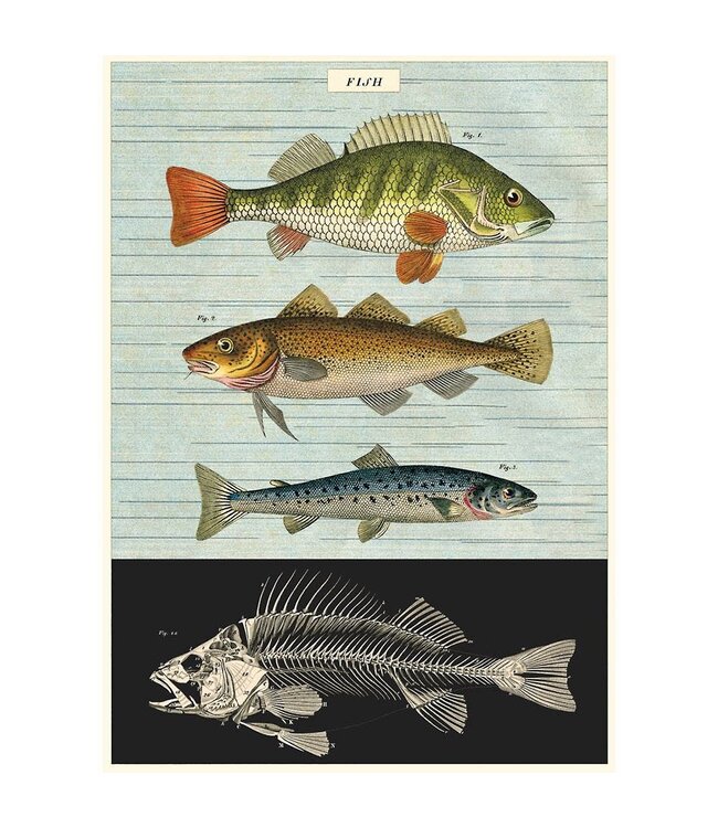 Cavallini Papers & Co - Fish - Wrap/Poster