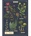 Cavallini Papers & Co - Herbarium - Wrap/Poster