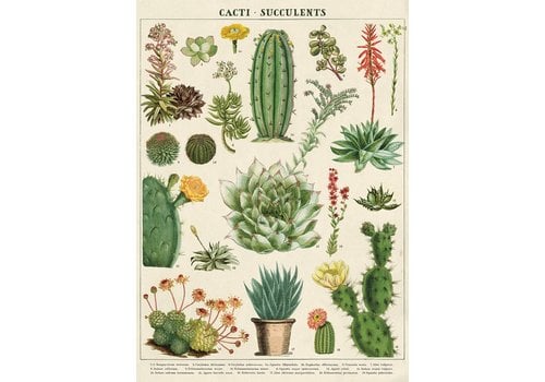 Cavallini Papers & Co Cavallini - Succulents - Tea Towel