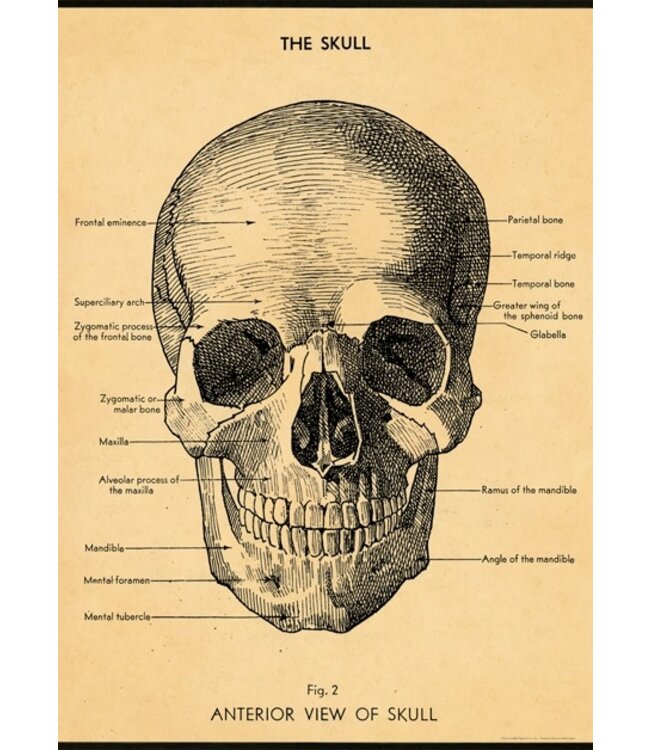 Cavallini Papers & Co - The Skull - Wrap/Poster