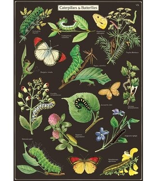 Cavallini Papers & Co - Caterpillars & Butterflies - Wrap/Poster