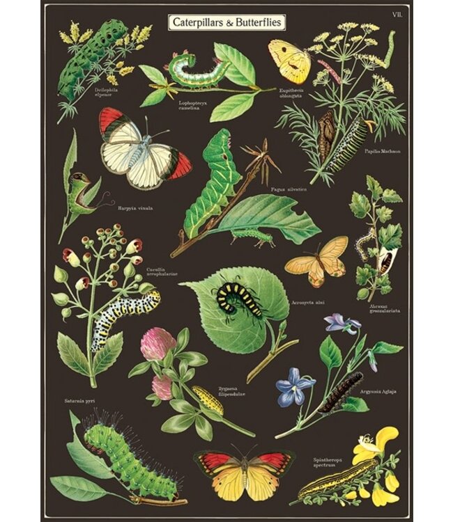 Cavallini Papers & Co - Caterpillars & Butterflies - Wrap/Poster