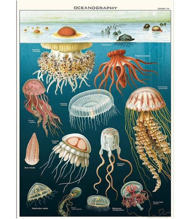 Cavallini - Jellyfish - Papel Regalo/Póster