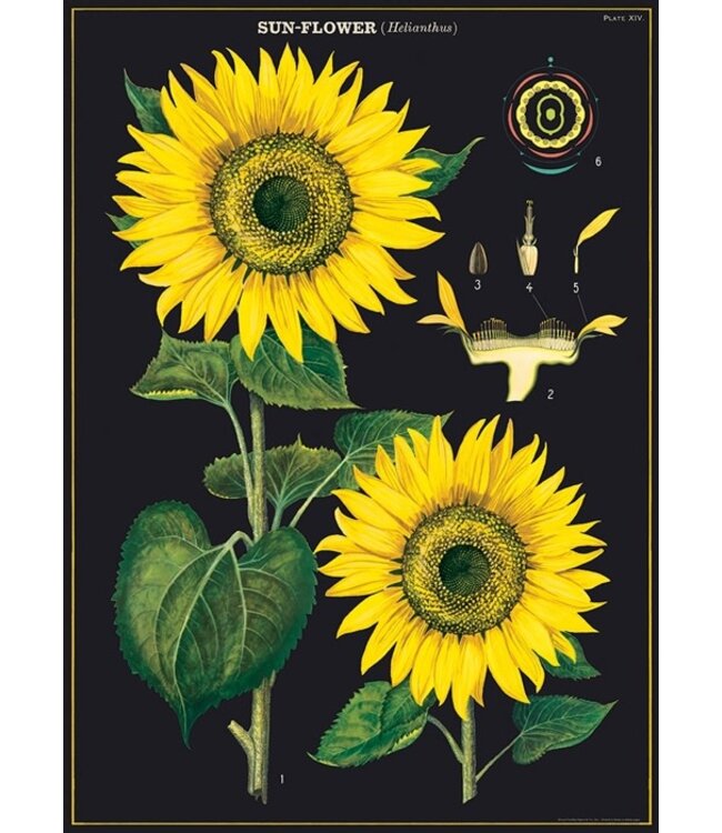 Cavallini - Sunflower - Papel Regalo/Póster