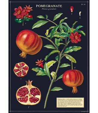 Cavallini - Pomegranate - Papel Regalo/Póster