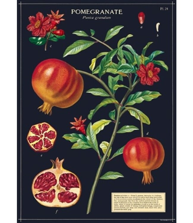 Cavallini - Pomegranate - Papel Regalo/Póster