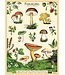 Cavallini - Forage - Wrap/Poster