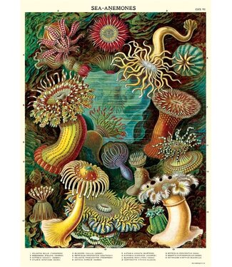 Cavallini - Sea Anemones - Wrap/Poster