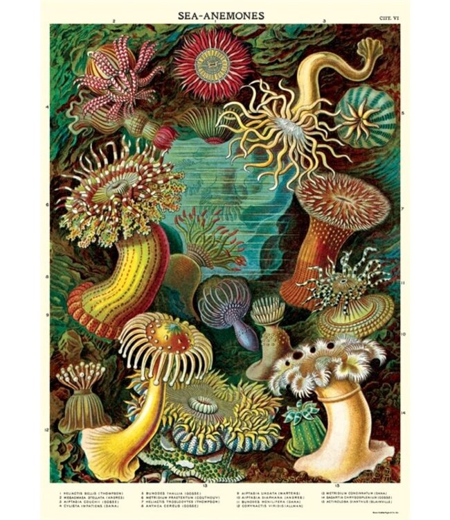 Cavallini Papers & Co - Sea Anemones - Wrap/Poster