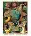 Cavallini - Sea Anemones - Wrap/Poster