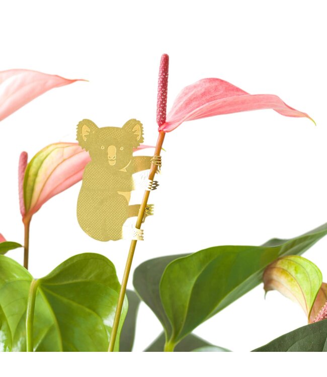 Another Studio - Plant Animal - Koala