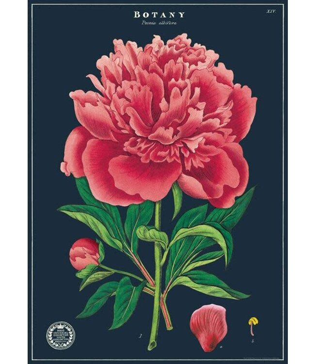 Cavallini - Botany Study - Wrap/Poster