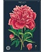 Cavallini Papers & Co - Botany Study - Wrap/Poster