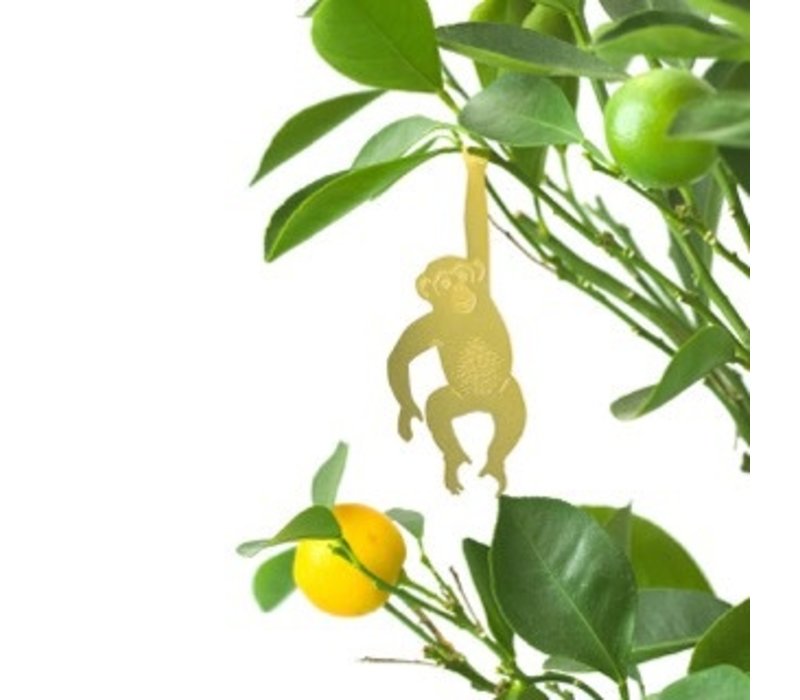 Another Studio - Plant Animal - Chimpanzee - Grey Street Another Studio - Plant Animal - Chimpanzee - Grey Street