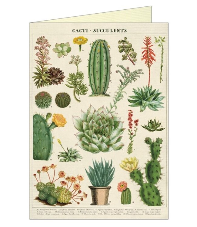 Cavallini Papers & Co - Cacti & Succulents - Greeting Card