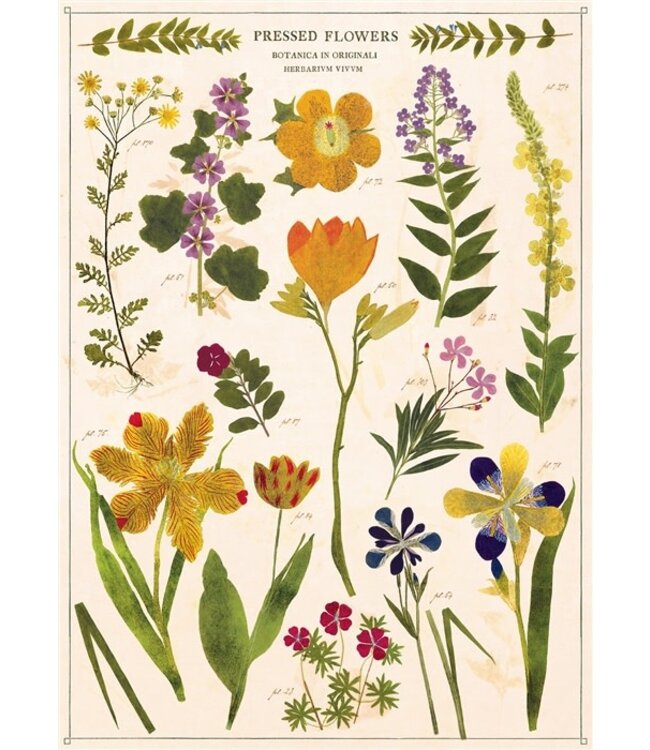 Cavallini Papers & Co - Pressed Flowers  - Wrap/Poster