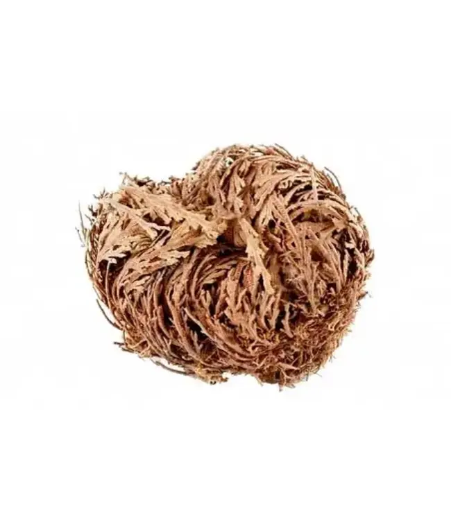 Ikanat Rosa de Jerico