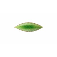 Laurierblad 18 cm Riviera Tomate