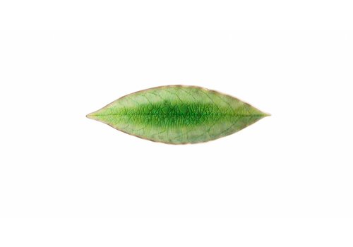  Bay Leaf 18 cm Riviera Tomate 