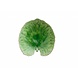 Leaf plate medium riviera tomate Leaf plate medium riviera tomate
