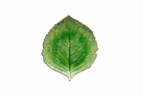 Hydrangea Leaf 22 cm Riviera Tomate 