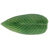 Large leaf 40 cm riviera light green