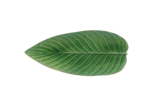 Banana Leaf 40 cm Riviera Tomate 