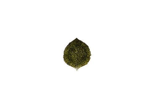  Hortensiablad 17 cm Riviera Forest 