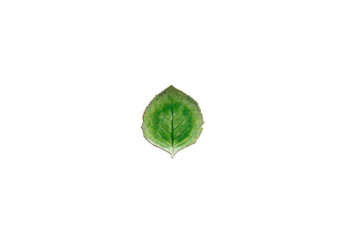  Hydrangea Leaf 17 cm Riviera Tomate 