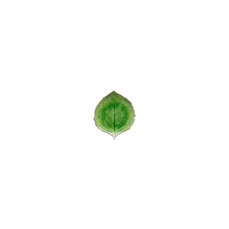 Hydrangea Leaf 17 cm Riviera Tomate