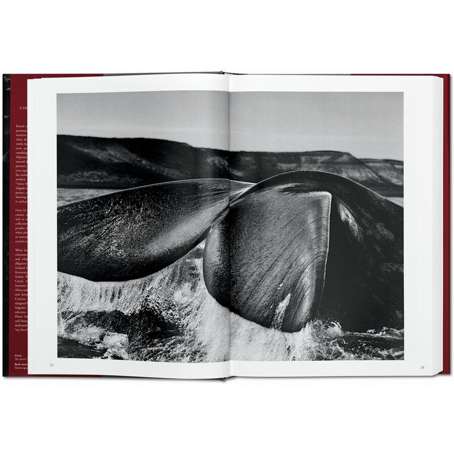 SALGADO, GENESIS 80